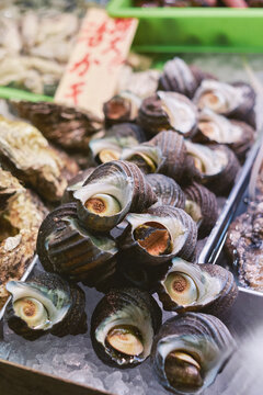 Shellfish Displayed at a Kyoto Fish Market