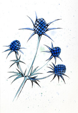 Analog watercolor painting of Sea holly
