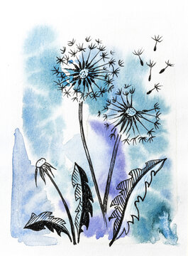 Analog watercolor painting of Dandelion seed heads
