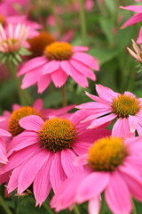 Obraz premium Beautiful pink Echinacea flowers with bright orange-yellow centers against a background of green foliage in a garden. Close-up, selective focus.