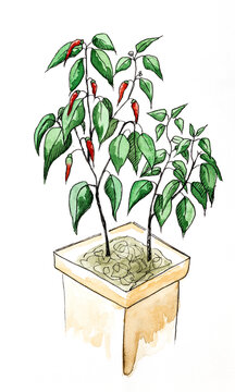 Analog watercolor painting of chili plant