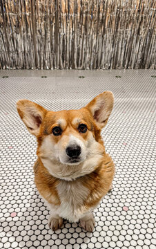 Portrait of corgi dog sitting on tiled floor indoors