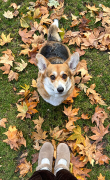 Corgi dog sitting among autumn leaves in park