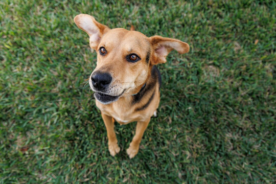 Large mixed breed dog