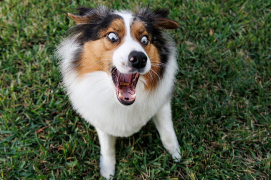 Australian Shepherd Dog
