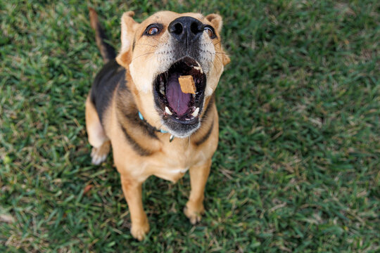 Large mixed breed dog