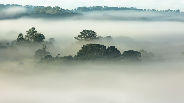 Treetops in morning fog.
