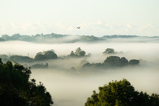 Bird Flying Over Misty Valley at Sunrise
