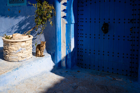 A cat relaxing near a door of a blue house