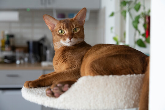 Abyssinian cat resting on a scratching post at home