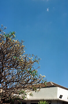 Film organic photo tropical vibrant urban estate nature garden scenery