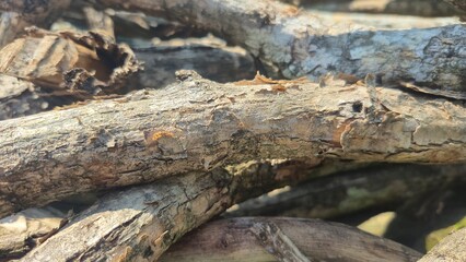 Fototapeta premium old tree trunk