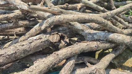 Fototapeta premium tree roots in the forest