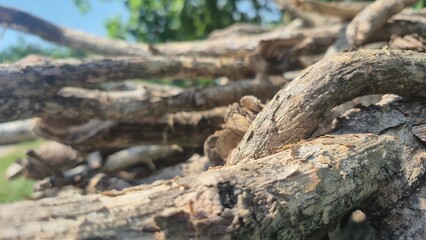 Fototapeta premium Tree old background