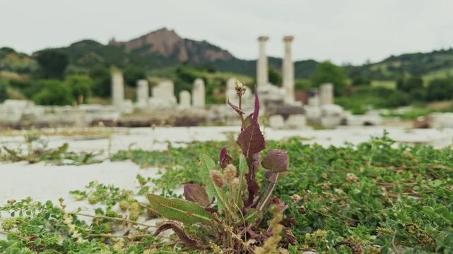 Ancient Ionic Columns Of The Temple Of Artemis In Sardis Salihli