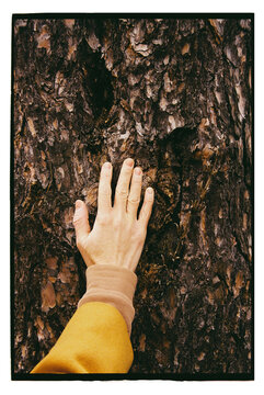 Hand touching tree bark in forest setting