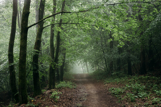 Road through mysterious natural green woods with fog