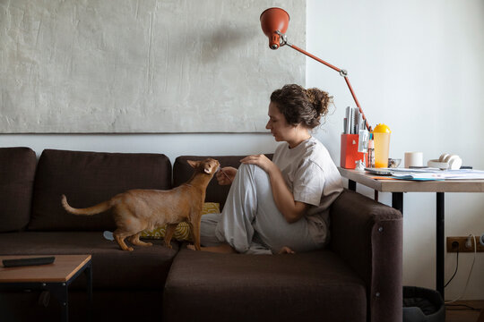 Person interacting with a domestic cat on sofa