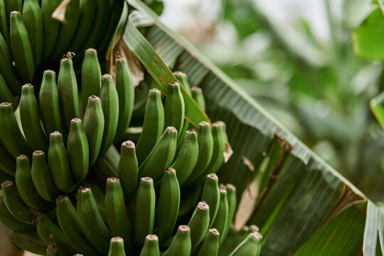 Green Banana Bunch on Tree in Tropical Plantation