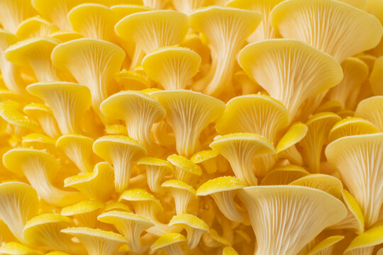Golden Oyster mushrooms texture