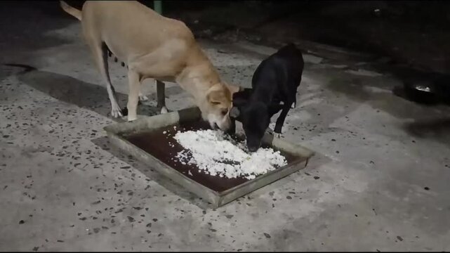Domestic Dogs Eating Evening Meal in Rural Vietnam