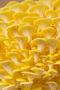 Golden Oyster mushrooms