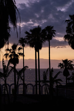 Silhouetted Palm Trees Against Purple Sunset Sky