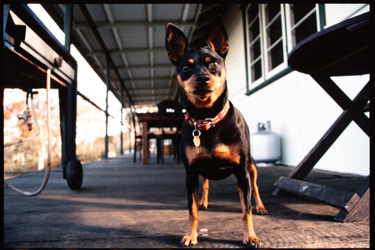 Small Dog Stands on Porch During Afternoon Light