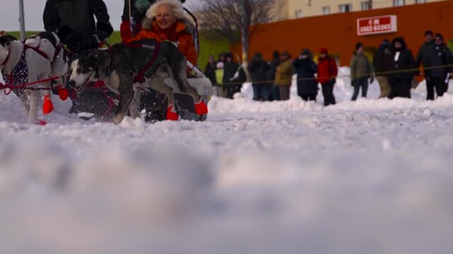 Sled dog team starting the iditarod trail