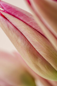 Tulip flower