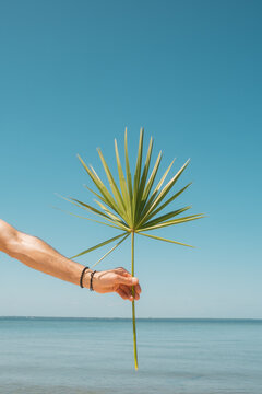 Man Holding Tropical Palm Leaf Florida Coast