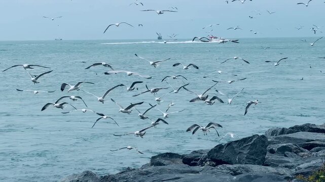 Huge hunting flock of seagulls flying and diving over stormy sea waves and rocky shore in Bosphorus Strait, Istanbul, Turkey. Dramatic marine wildlife feeding frenzy. Travel concept scenery.