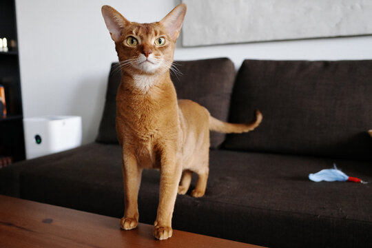 Abyssinian cat standing curious on living room table