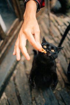 Black Cat Receives Food From a Hand in a Rustic Setting