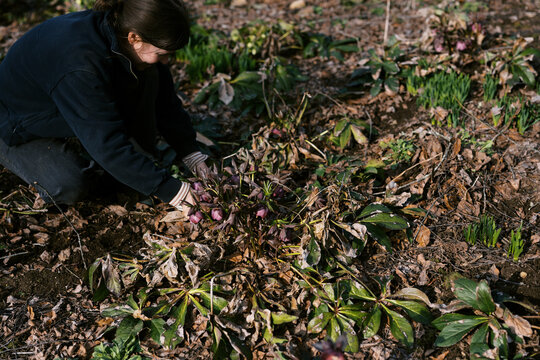 woman in spring garden clearing out flower bed with blooming hellebore