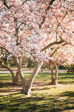 Pink magnolia blossoms on tree branch in spring park
