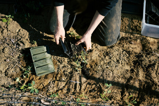 farmer in spring planting sweet pea flowers in soil with bare hands