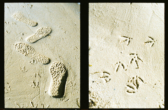 Diptych of Footprints and Bird Tracks on Sandy Beach at Low Tide