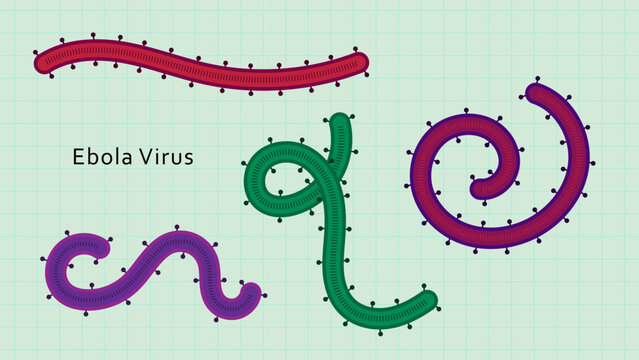 Ebola Virus Medical Illustration Vector Diagram on Grid Background