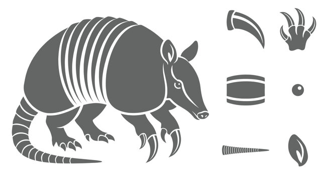 Grey armadillo silhouette vector infographic sheet displaying animal body parts claw paw print shell eye tail and ear white background.