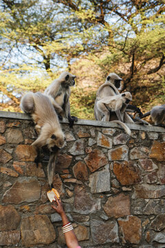 Monkeys on Stone Wall