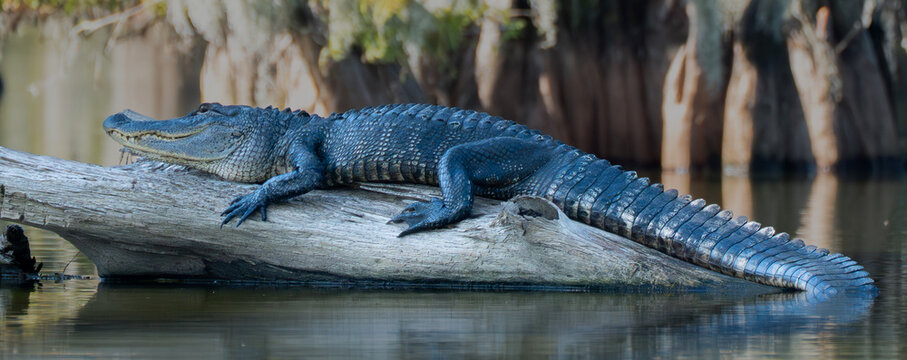 alligator sunning in the swamp