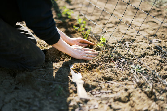 farmer in spring planting sweet pea flowers in soil with bare hands