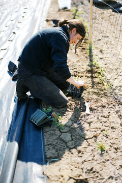 farmer in spring planting sweet pea flowers in soil with bare hands