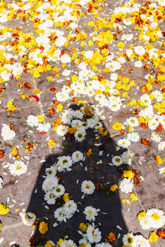 Flower petals on the ground