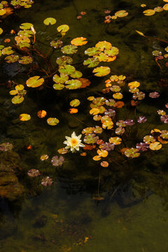 Water lilies bloom in a pond surrounded by green plants