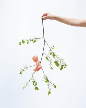 Hand holding the branch and baby doll