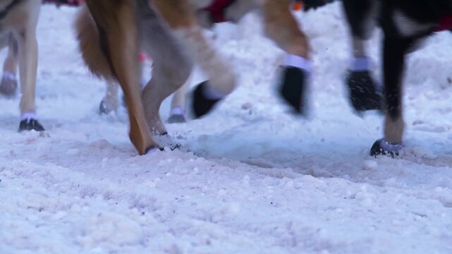 Close up of sled dog feet running through the snow