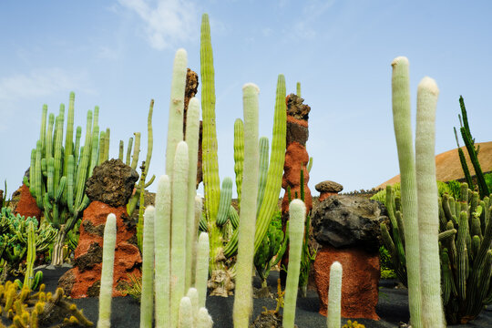 Cacti grow in unique shapes and sizes in arid landscape