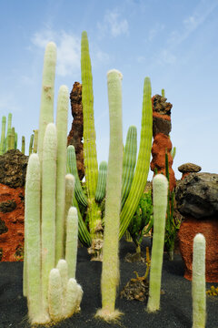 Cacti grow in unique shapes and sizes in arid landscape